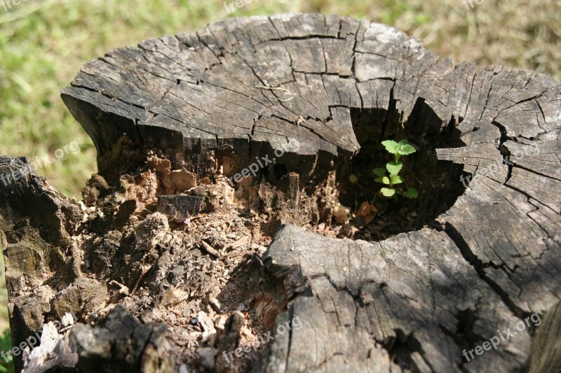 Nature Trunk Tree Konary Destroyed