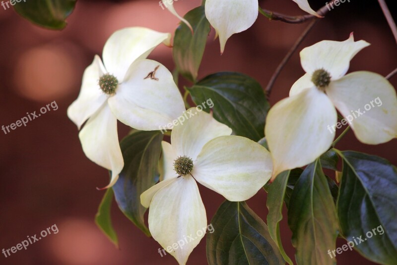 Dogwood Flower Tree Plant White