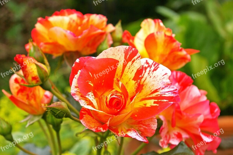 Painter Rose Bicolor Rose Blossom Bloom Yellow Red