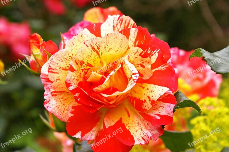 Painter Rose Bicolor Rose Blossom Bloom Yellow Red