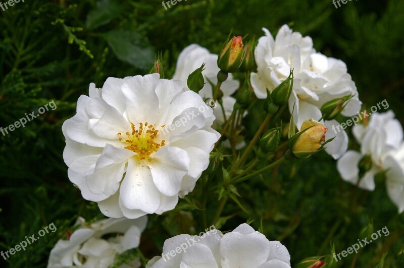 White Rose Rose Blossom Bloom White