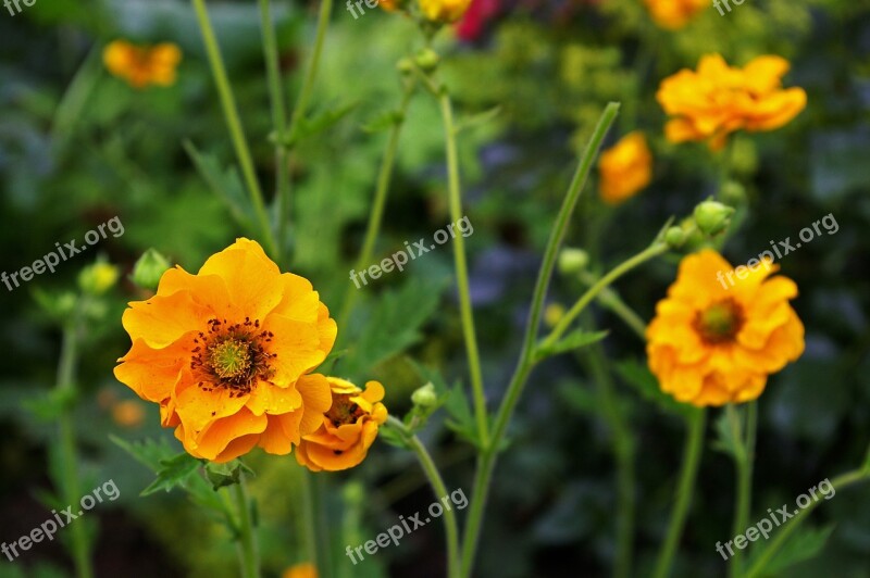 Avens Shrub Gartenstaude Nature Garden