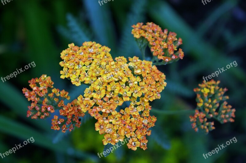 Yarrow Plant Blossom Bloom Nature