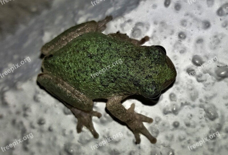 Frog Gray Tree Frog Amphibian Close Up Croak