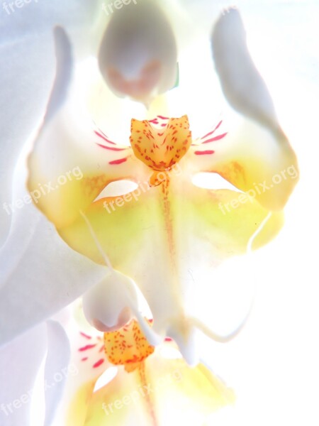 Flower Orchid White Blossom White Orchid Free Photos