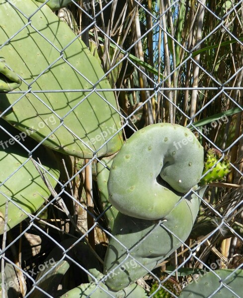 Cactus Form Exit Metal Fence Deformation