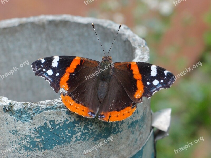 Insects Butterfly Insect Closeup Summer