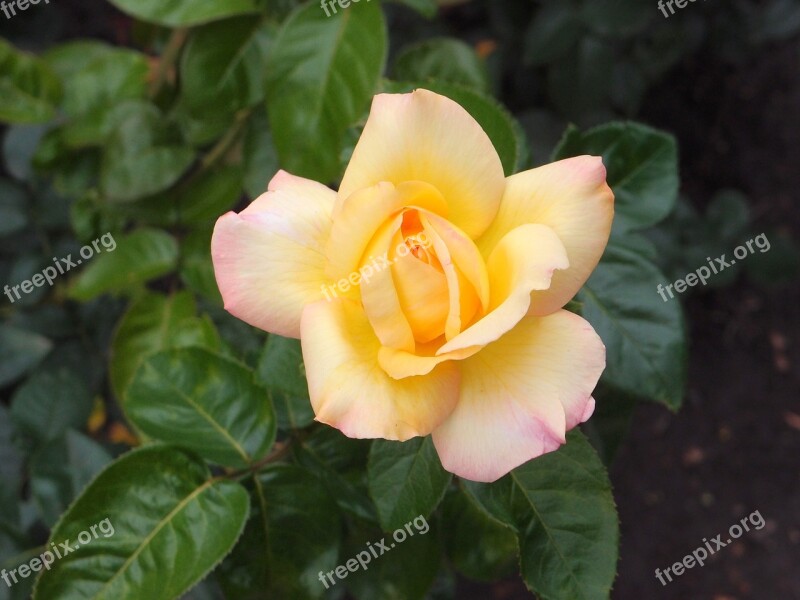 Flowers Garden Flowers Flower Bed Rose Roses