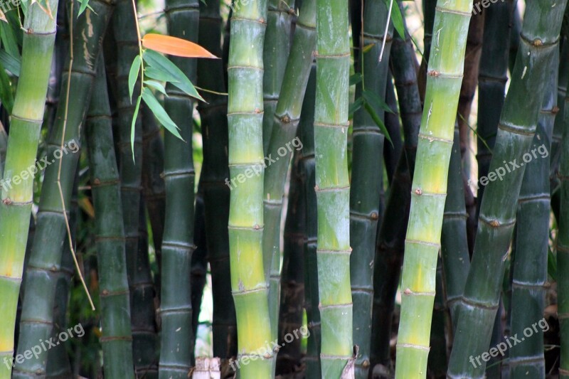 Bamboo Garden Japanese Garden Outdoor Green