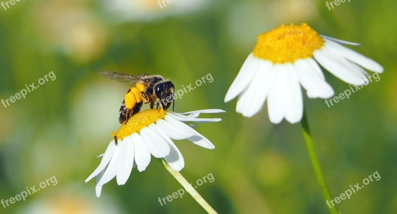 Wild Bee Andrena Chamomile Flower Nature Recording Nature Conservation