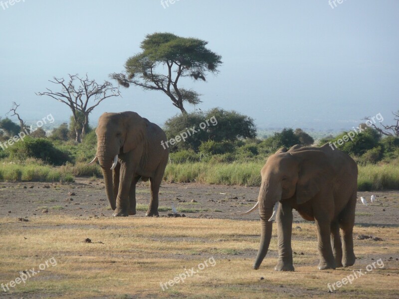 Elephants Friends Kenya Amboselli Savannah