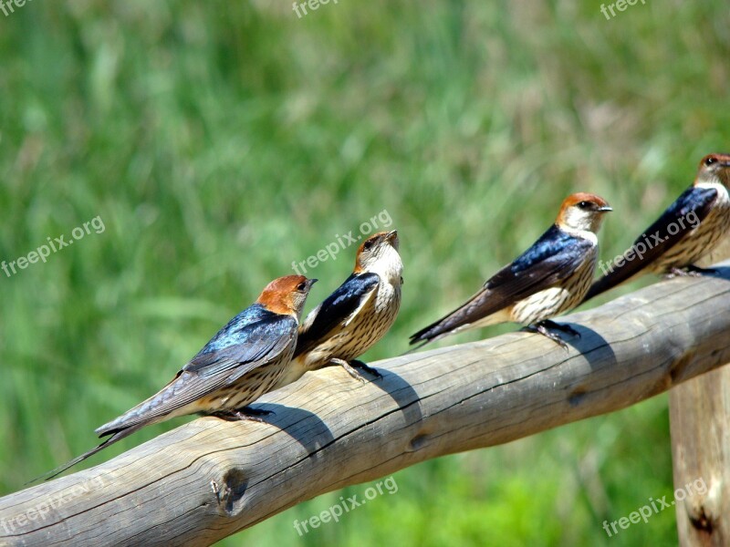 Swallow Bird Animal Nature Wing