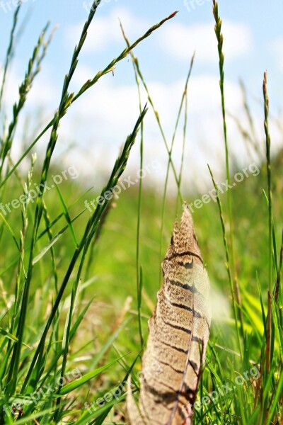 Feather Grass Ground Nature Meadow