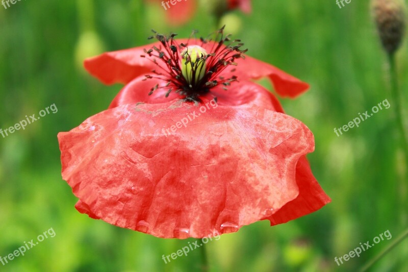 Poppy Flower Klatschmohn Red Poppy Poppy Flower