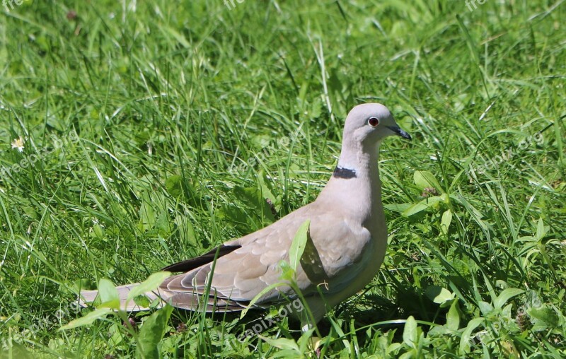 Dove Grass Collared Grey Green