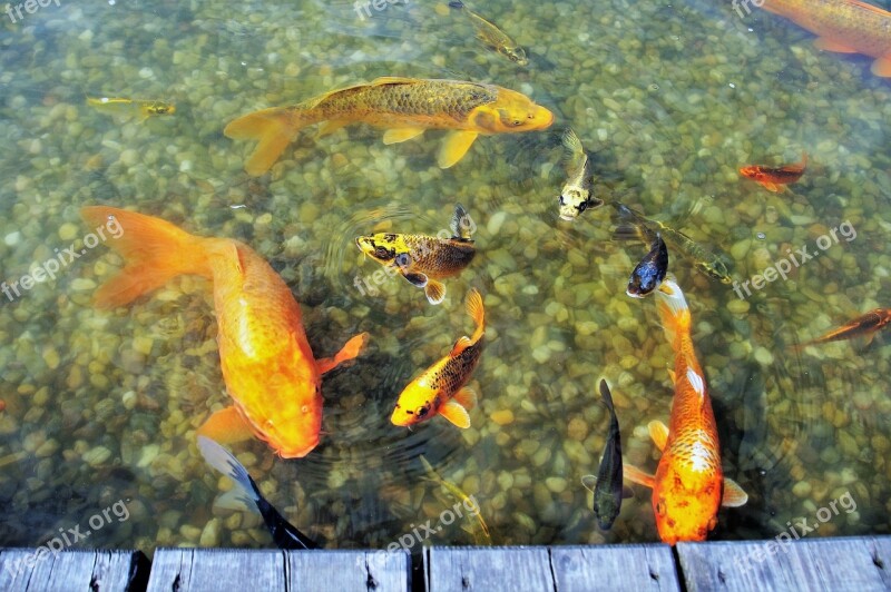 Fish Goldfish Koi Koi Carp Lagoon