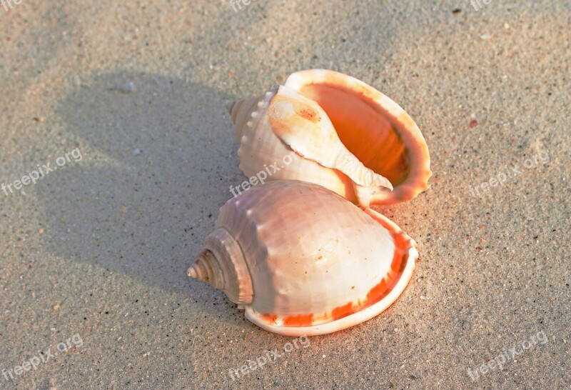 Sea Snail Shells Sand Semicassis Granulata Gastropod