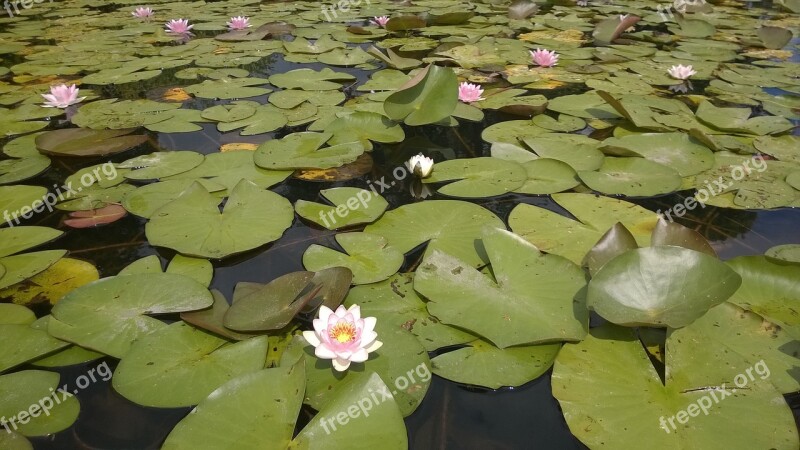 Water Lily Castle Charlottenburg Berlin Germany Lake