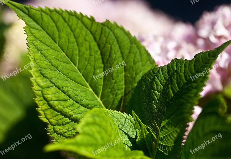 Foliage Georgia List Of Georginii Closeup Garden