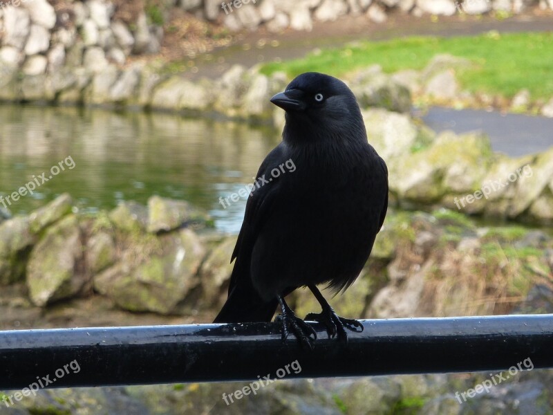 Jackdaw Bird Black Wildlife Birdwatching