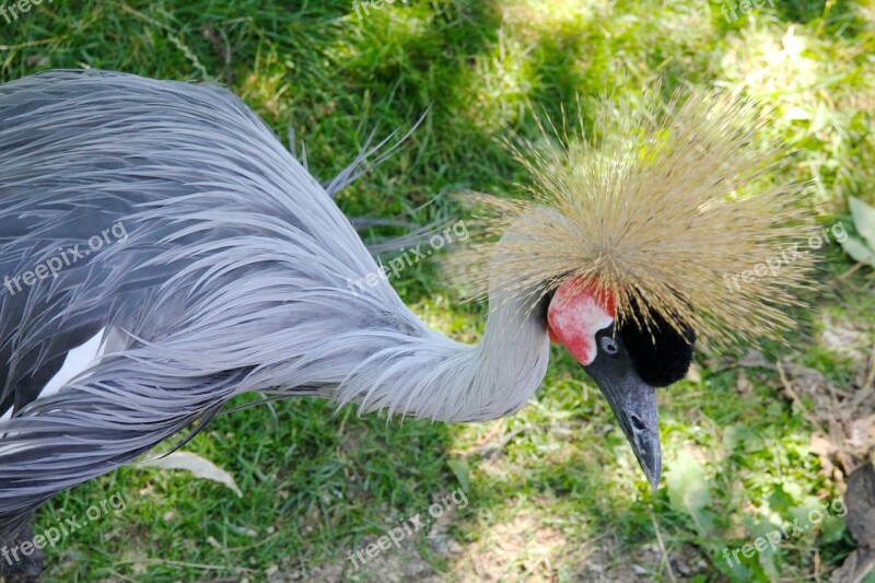 Bird Crowned Crane Crowned Crane Nature