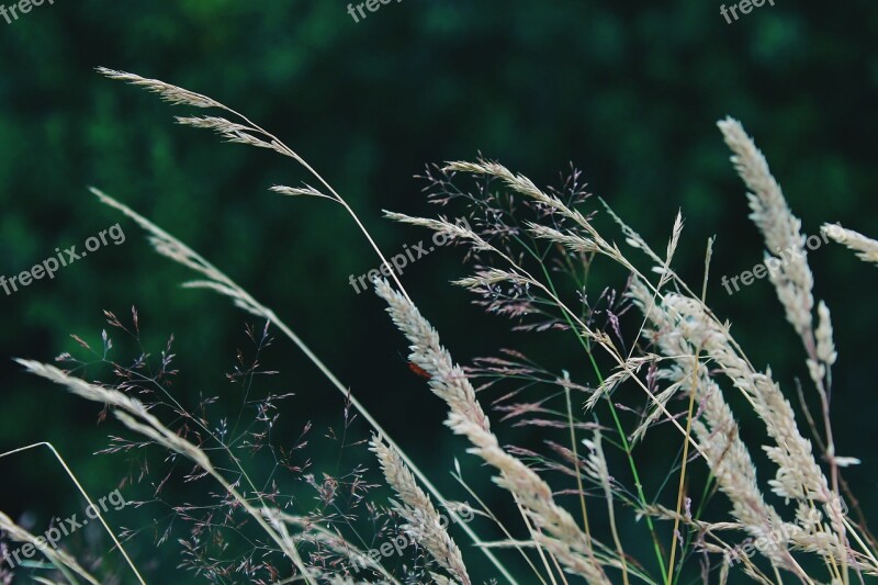 Plant Garden Nature Wind Blade Of Grass