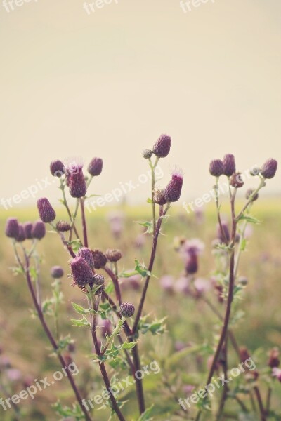 Thistles Landscape Wide Distant Nature