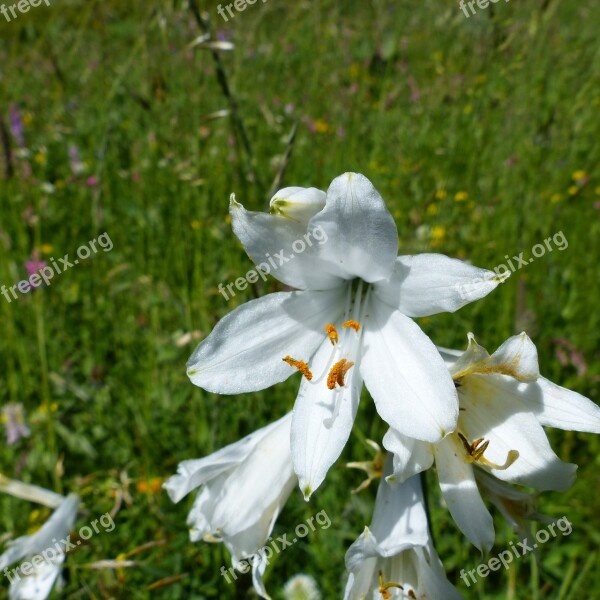 Flowers Nature Macro Summer Flowers Wild Flowers