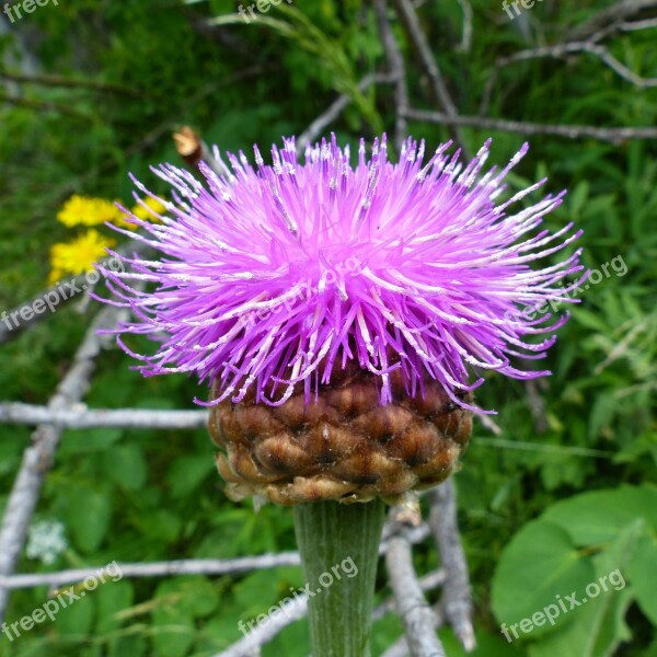 Flowers Nature Macro Summer Flowers Wild Flowers