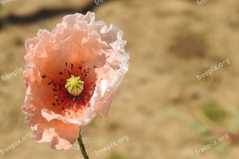 Klatschmohn Poppy Poppy Flower Nature Summer