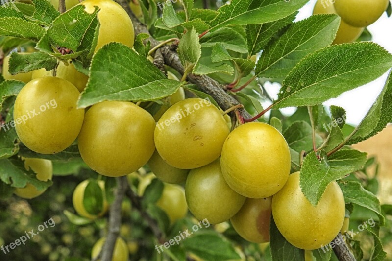 Mirabelle Plum Tree Yellow Plums Fruit Fruit Tree Free Photos