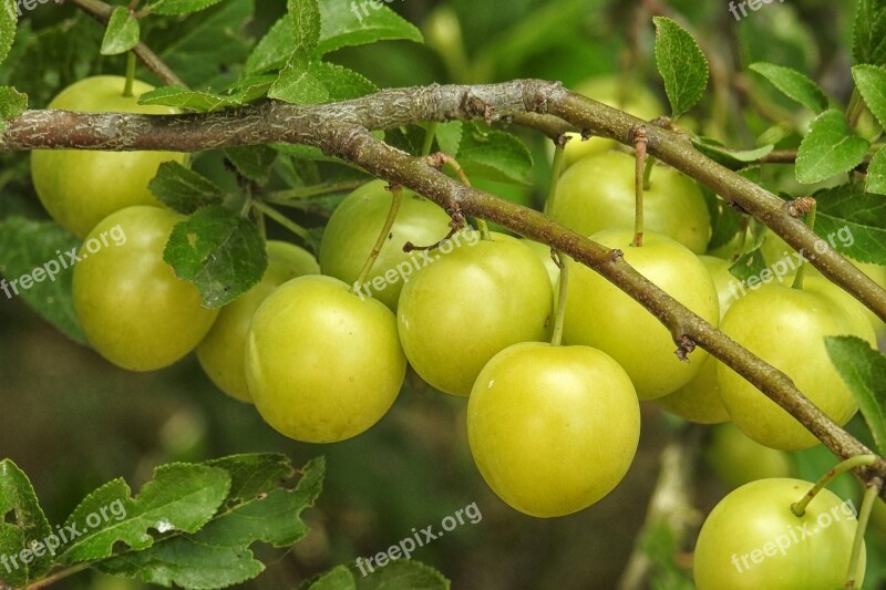 Mirabelle Plum Tree Yellow Plums Fruit Fruit Tree Free Photos