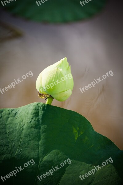 Lotus Vietnam Lotus Leaf Flower Vietnamese