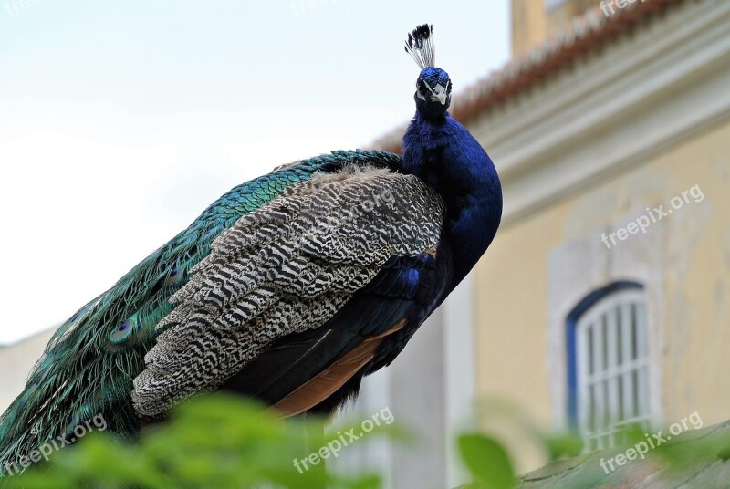 Peacock Lisbon Castle Animal Life Nature