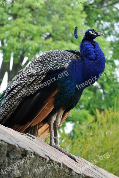 Peacock Lisbon Castle Animal Life Nature