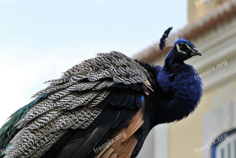 Peacock Lisbon Castle Animal Life Nature