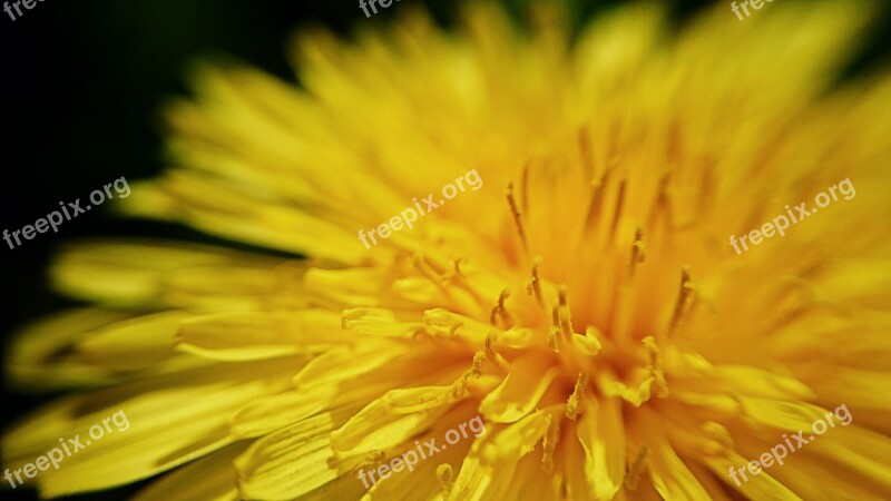 Dandelion Leipzig Macro Close Up Nature