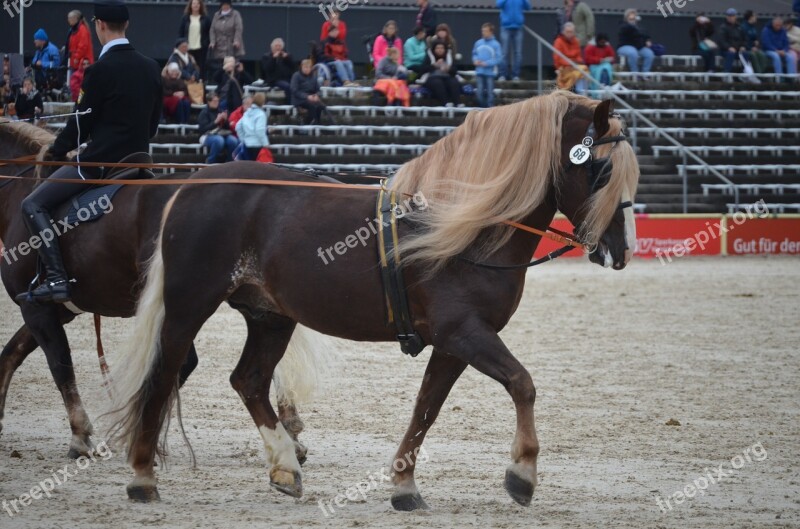 Driving School Horse Stallion Stud Free Photos