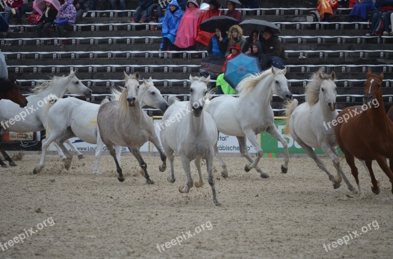 Flock Mare Thoroughbred Arabian Horse Free Photos