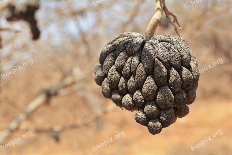 Cone Dry Backcountry Tree Autumn