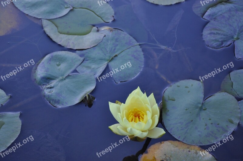 Flower Waterlilies Pond Aquatic Plant Yellow Petals