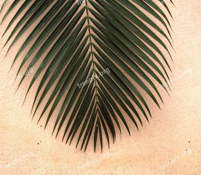 Leaf Green Palm Leaf Nature Plant