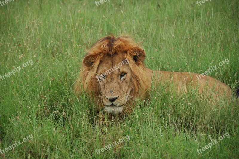 Lion Tom Lions Kenya Rest