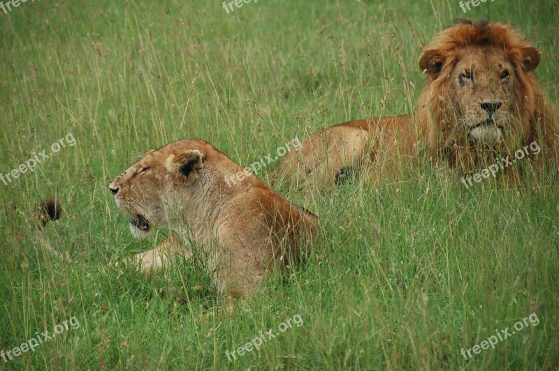 Lions Kenya Rest Wild As The Africa