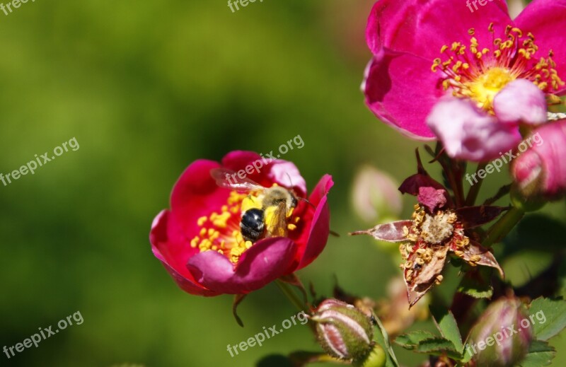 Rose Red Flower Blossom Bloom