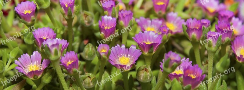 Blossom Bloom Pink Pano Plant