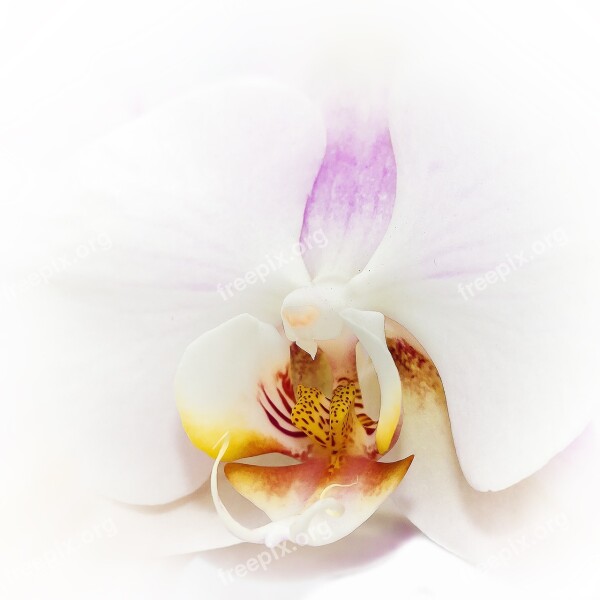 Phalaenopsis Orchid White Tender Blossom