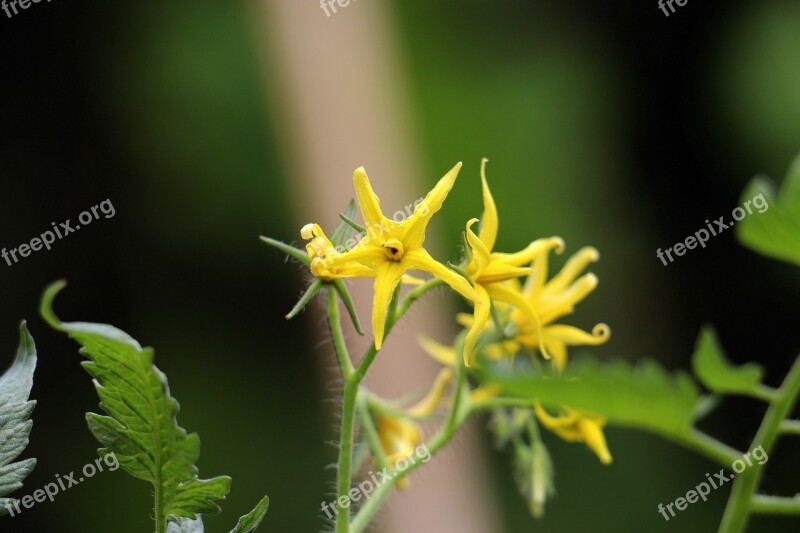 Tomato Flower Flower Beauty Nature Tomatoflower