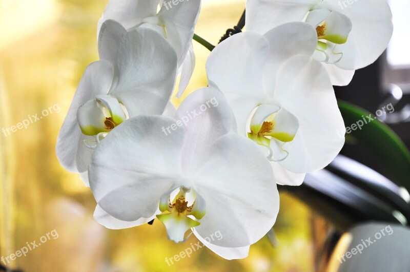 Orchid Flower White Flower Butterfly The Falkland Islands Potted Plants