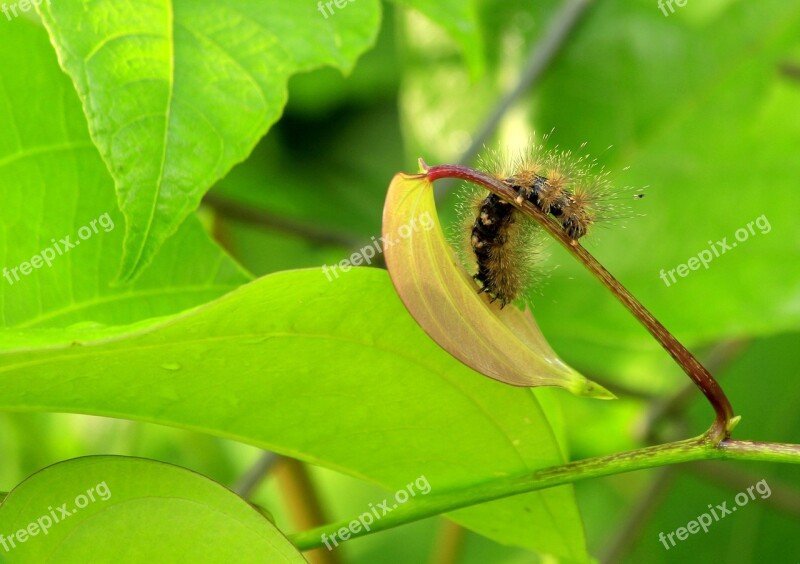 Caterpillar Garden Nature Insect Pest